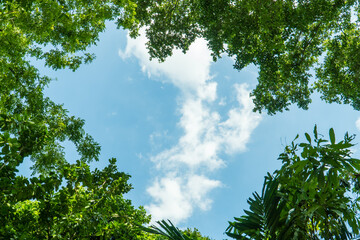 Frame green tree branches against the blue sky. Natural nature trees and blue sky. Copy space for text. Tree branch.