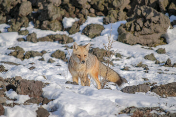 Naklejka premium fox in the wild with snow