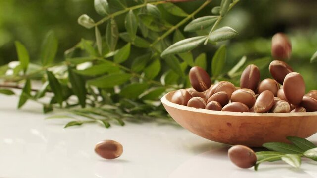 argan tree nut