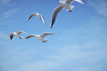 Obraz premium Group of seagull