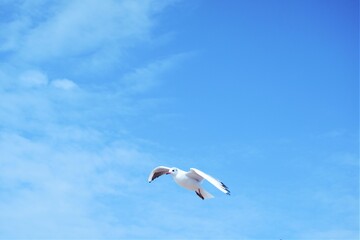 Fototapeta na wymiar Group of seagull
