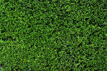 Green leaf wall texture for backdrop design and eco wall and die-cut for artwork. green ivy leaves...
