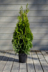 beautiful thuja tree in a pot on a gray wooden background