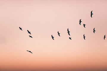 Silueta de grupo de pájaros volando en el claro cielo del atardecer - obrazy, fototapety, plakaty