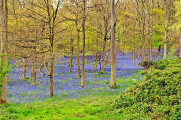 Bluebell Woods Spring Flowers Greys Court Oxfordshire England