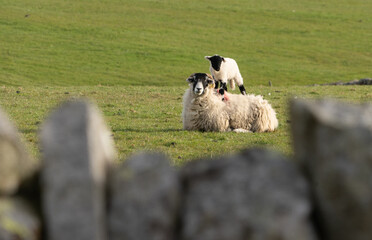 Swaledale lamb standing on ewe's back