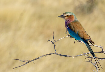 Obraz premium The Lilac-Breasted Roller Perched On a Twig.