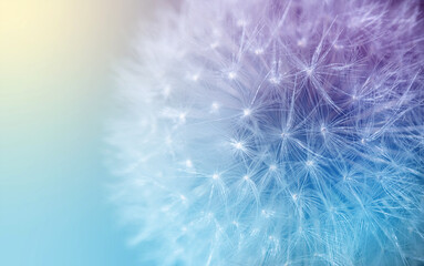 white dandelion with umbrella seeds on a colored background, natural textures - Powered by Adobe