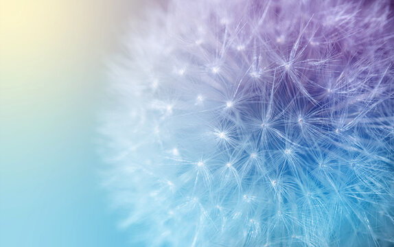 white dandelion with umbrella seeds on a colored background, natural textures © Елена Челышева