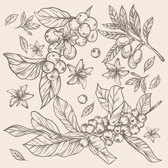 coffee bean and flower rustic sketch