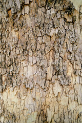 Olive tree bark texture close-up