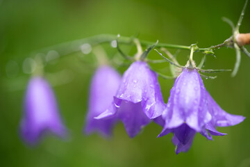 Flower with drops