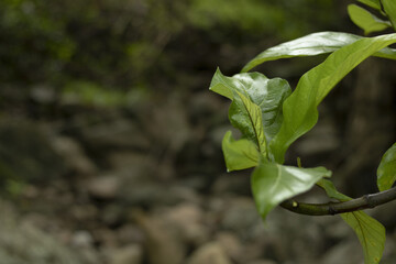 Closeup shot of Physalis angulata erect, herbaceous, annual plant belonging to the seeds © Mannavan R/Wirestock