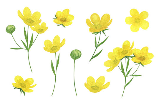 Yellow buttercups, wild flowers set watercolor illustration summer meadow, forest plants, delicate floral elements for greeting cards, invitations, home decor ideas