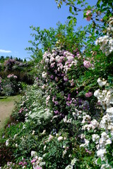 Fototapeta premium バラ(ROSE)