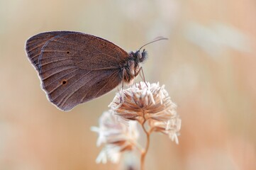 Farfalla marrone © Iwona
