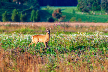 Roebuck on a sunny summer meadow with wildflowers, looking at the camera © Lars Johansson