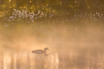 Red throated loon a misty morning at a lake