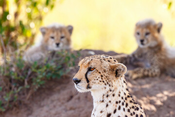 Cheetah with her cubs in the background