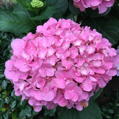 pink hydrangea flower