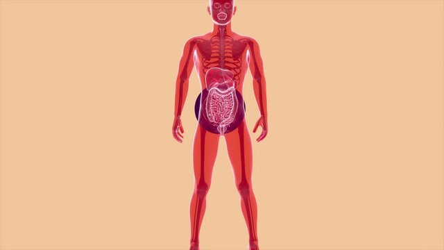 4K anatomy concept of the intestine