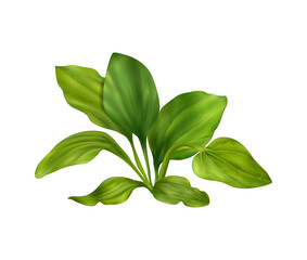 Fototapeta premium Plantain Realistic Illustration