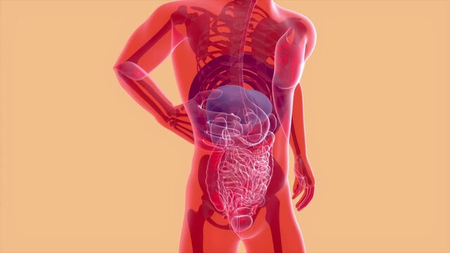 4K anatomy concept of the liver