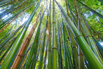 Bambus 