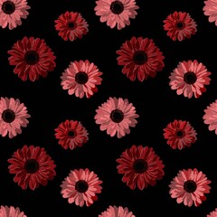 Fototapeta na wymiar Gerbera flowers are maroon-red in color as a separate object. Seamless pattern with gerberas.