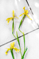 bouquet of yellow irises on a light background with place for text.