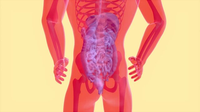 4K anatomy concept of the intestine