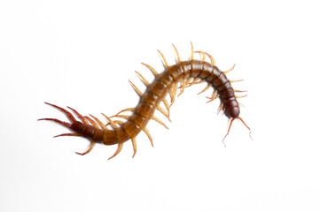 Centipede isolated on white background.