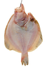 Psetta maxima (Turbot Fish) on white background