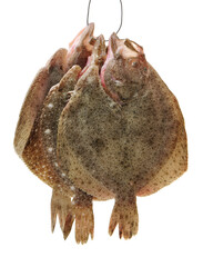 Psetta maxima (Turbot Fish) on white background