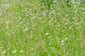 Ox Eye daisies growing in the wild