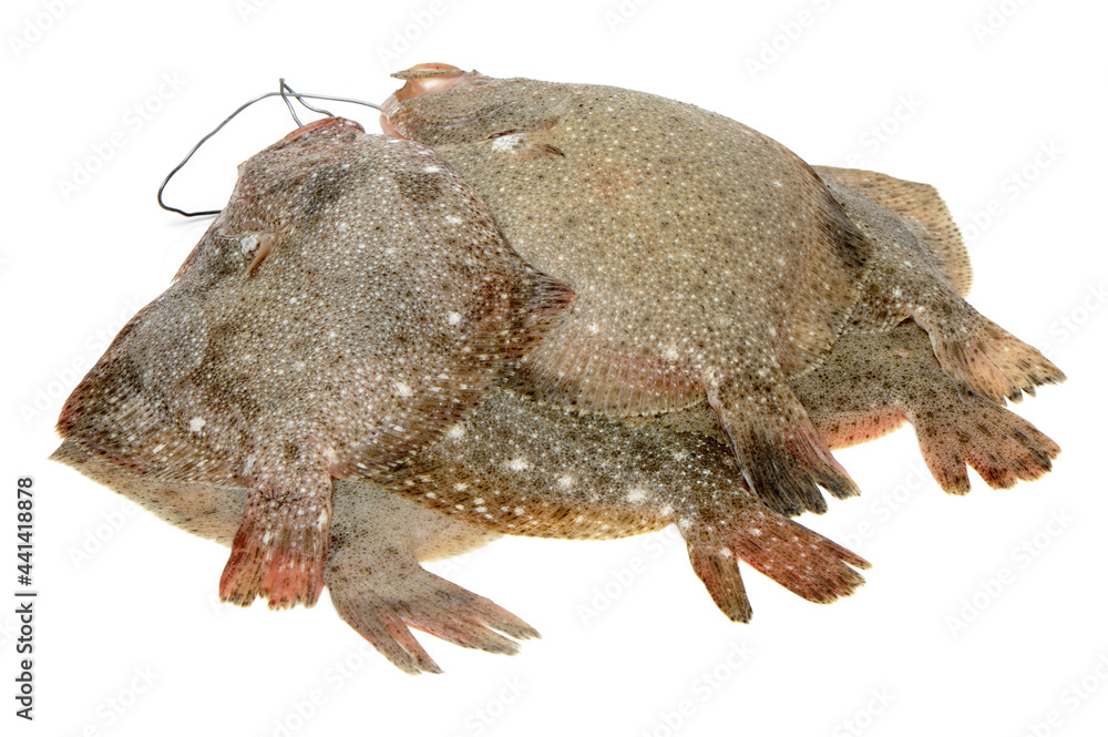 Sticker Psetta maxima (Turbot Fish) on white background