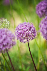 allium flower