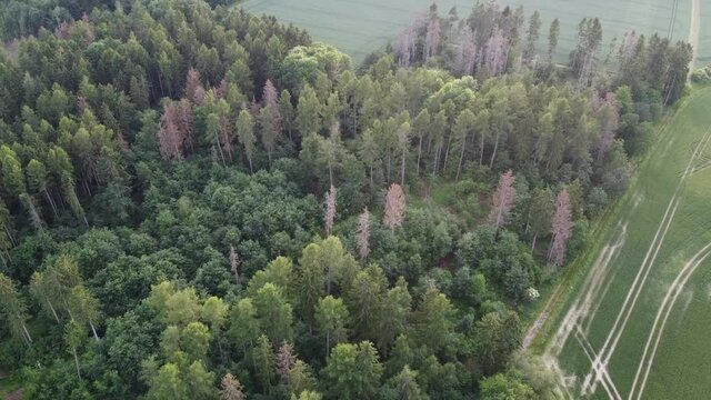 Deutscher Wald