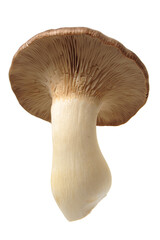 King oyster mushroom Pleurotus eryngii on white background 