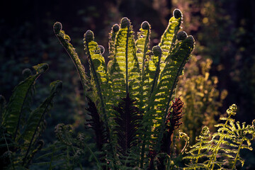Ostrich fern - Matteuccia struthiopteris in sunset