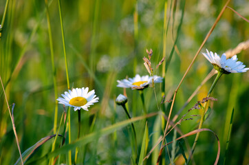 daisies in the grass