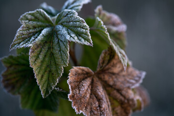 Frosty leaves