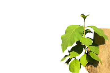 Isolated young teak branches on teak trunk with clipping paths.