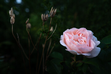 pink rose in garden