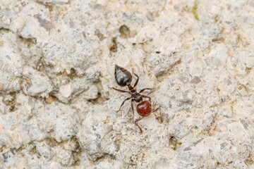 Ant in the foreground on the wall of a wall