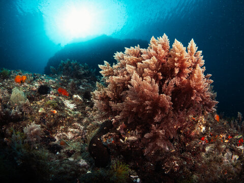 Invasive red algae (Asparagopsis sp.) covering rocks on the seafloor.