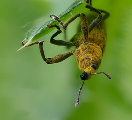 Würfelfleckiger Staubrüssler (Liophloeus tessulatus)