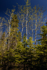 Fototapeta premium Trees and trails Red Lodge PP Alberta Canada