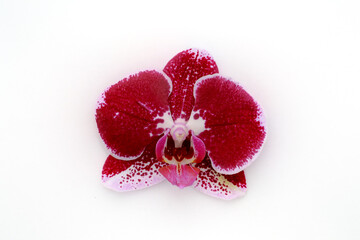 Gros plan d'une fleur d'orchid&eacute;e rose et rouge isol&eacute;e sur fond blanc 