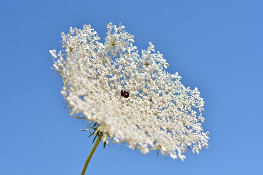Flores de zanahoria silvestre, Daucus carota